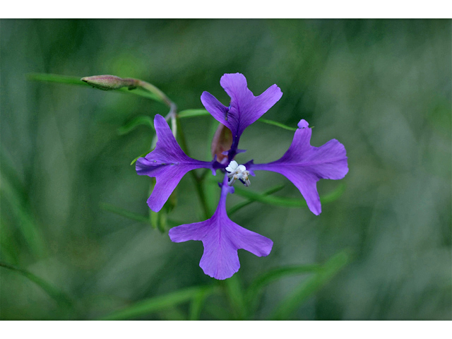 Clarkia pulchella (Deerhorn clarkia) #35074