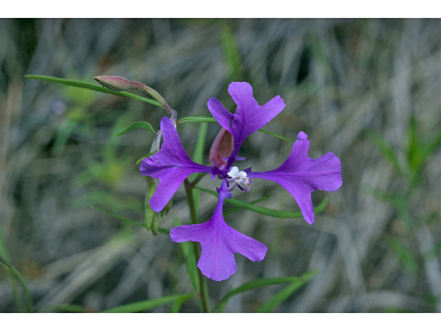 Clarkia pulchella (Deerhorn clarkia) #35075