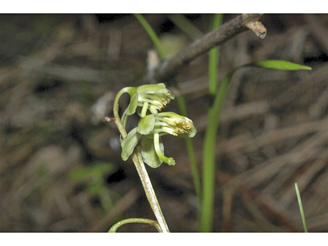 Pyrola chlorantha (Green-flowered wintergreen) #35080