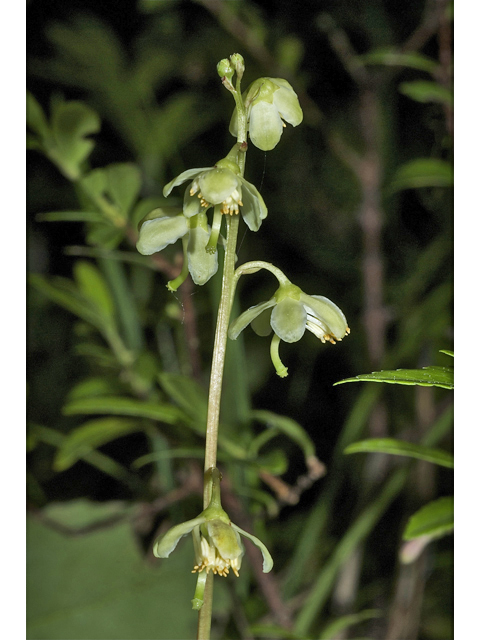 Pyrola chlorantha (Green-flowered wintergreen) #35081