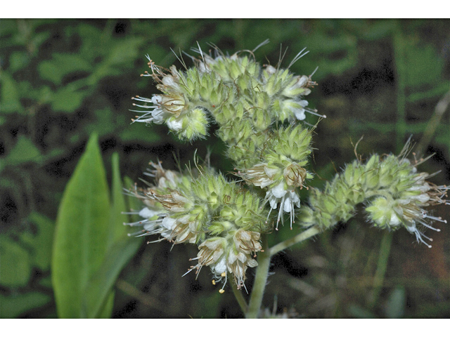 Phacelia hastata (Silverleaf phacelia) #35083