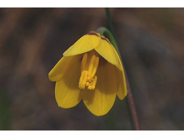 Fritillaria pudica (Yellow fritillary) #35085