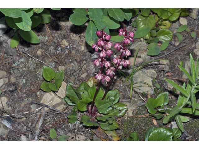 Pyrola asarifolia (Liverleaf wintergreen) #35100