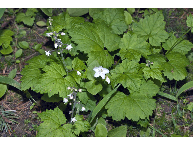 Tiarella trifoliata var. unifoliata (Oneleaf foamflower) #35103