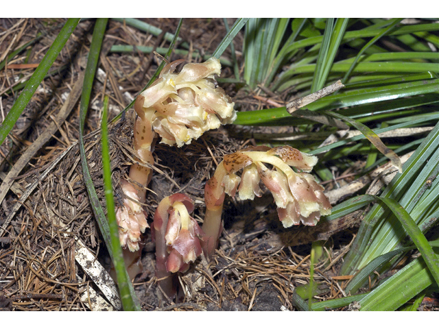 Monotropa hypopitys (Pinesap) #35110