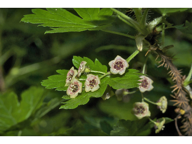 Ribes lacustre (Prickly currant) #35114