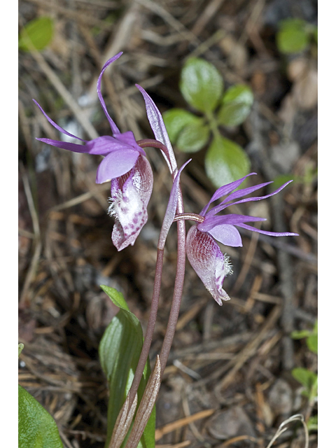 Calypso bulbosa var. occidentalis (Western fairy-slipper) #35131