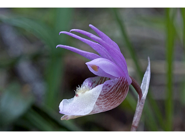 Calypso bulbosa var. occidentalis (Western fairy-slipper) #35133