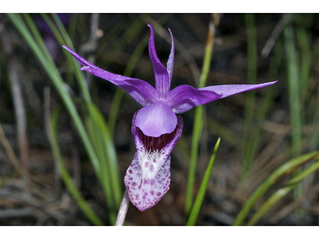 Calypso bulbosa var. occidentalis (Western fairy-slipper) #35134