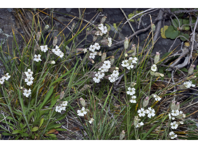 Silene parryi (Parry's campion) #35143