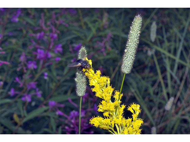 Solidago canadensis var. lepida (Western canada goldenrod) #35157