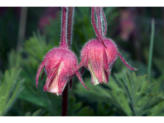 Geum triflorum (Old man's whiskers) #35159