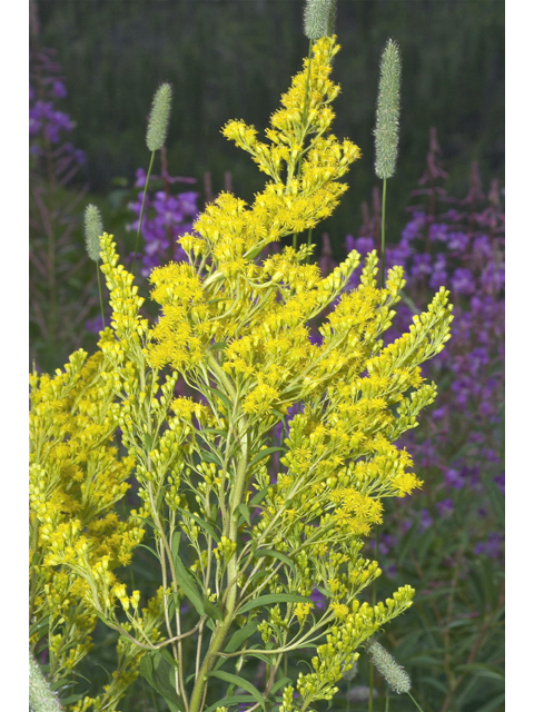 Solidago canadensis var. lepida (Western canada goldenrod) #35160