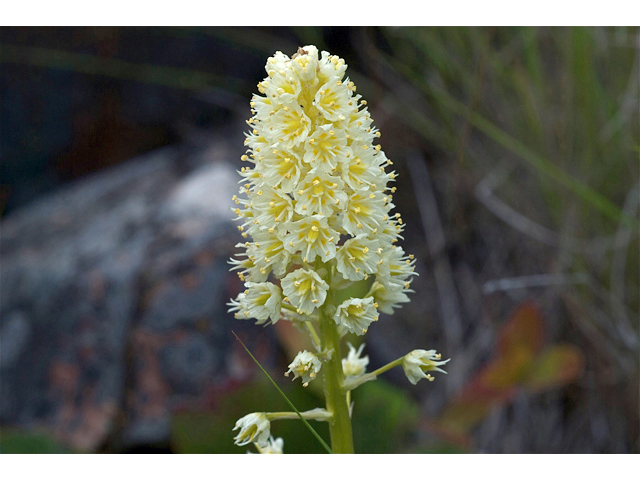 Zigadenus venenosus (Meadow death camas) #35163