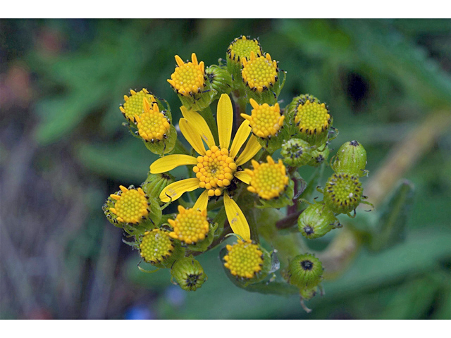 Senecio integerrimus (Lambstongue ragwort) #35164