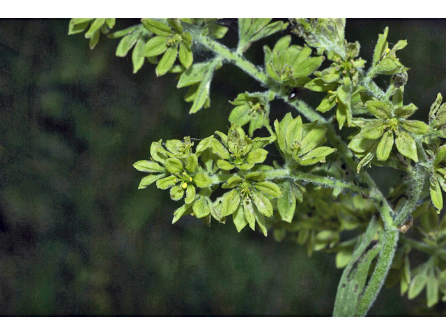 Veratrum viride (Green false hellebore) #35167