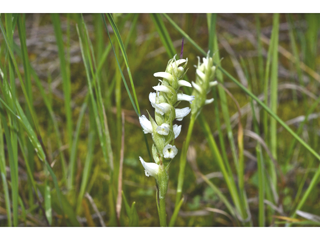 Spiranthes romanzoffiana (Hooded ladies'-tresses) #35170