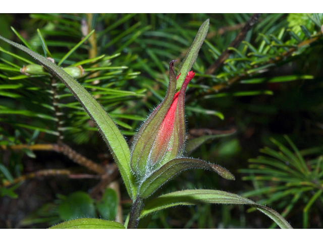 Castilleja miniata (Giant red indian paintbrush) #35173