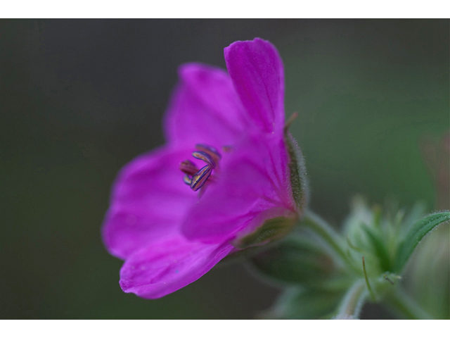 Geranium viscosissimum (Sticky purple geranium) #35175