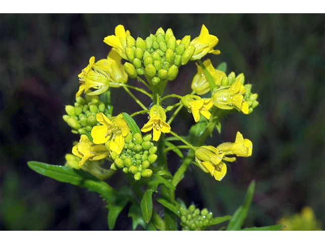 Rorippa palustris (Bog yellowcress) #35198