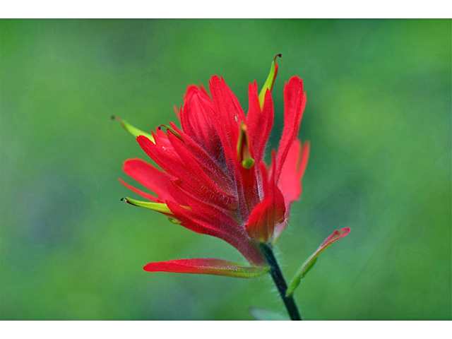 Castilleja miniata (Giant red indian paintbrush) #35213