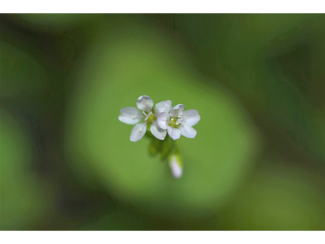 Claytonia perfoliata ssp. perfoliata (Miner's-lettuce) #35214