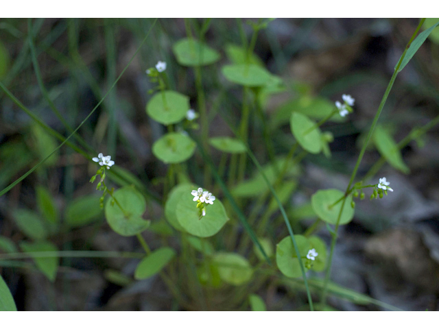 Claytonia perfoliata ssp. perfoliata (Miner's-lettuce) #35215