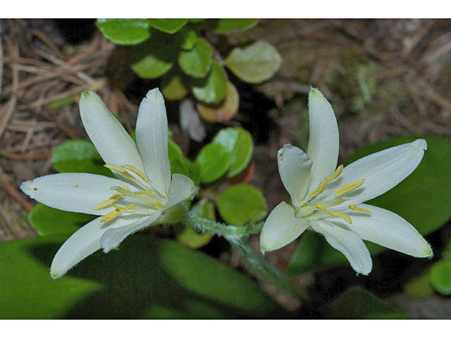 Clintonia uniflora (Bride's bonnet) #35216