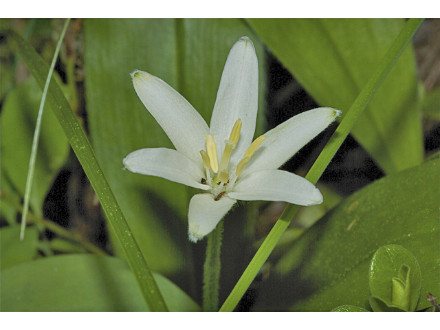 Clintonia uniflora (Bride's bonnet) #35217