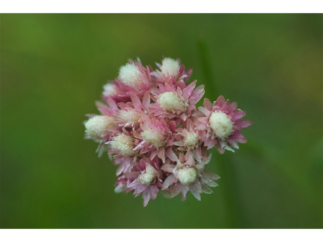 Antennaria microphylla (Littleleaf pussytoes) #35235