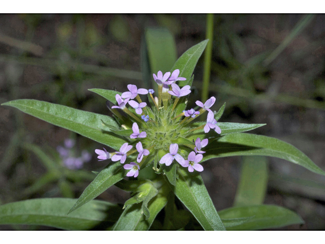 Collomia linearis (Tiny trumpet) #35242