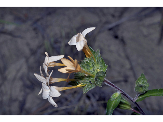 Collomia grandiflora (Grand collomia) #35255