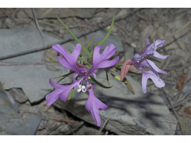 Clarkia pulchella (Deerhorn clarkia) #35256