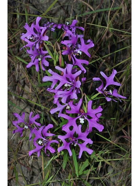 Clarkia pulchella (Deerhorn clarkia) #35257