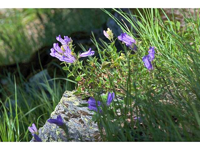 Penstemon fruticosus (Bush penstemon) #35260