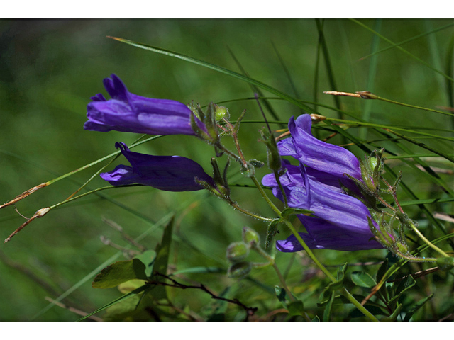 Penstemon fruticosus (Bush penstemon) #35262