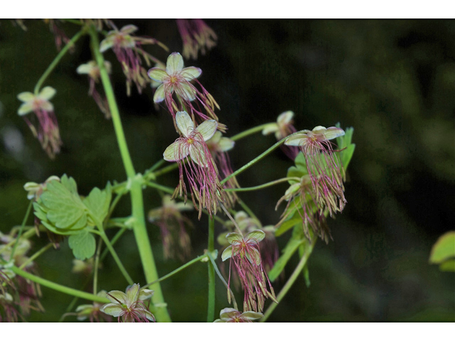 Thalictrum occidentale (Western meadow-rue) #35264