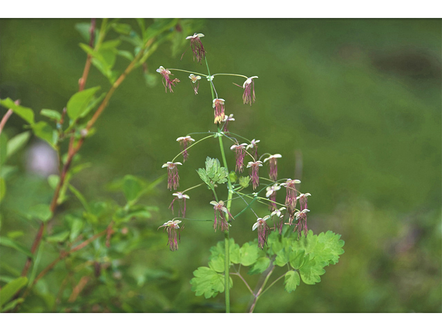 Thalictrum occidentale (Western meadow-rue) #35265