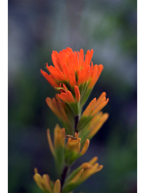 Castilleja hispida ssp. hispida (Harsh indian paintbrush) #35267