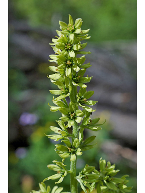 Veratrum viride (Green false hellebore) #35272