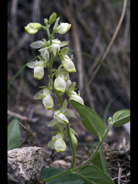 Polygala ovatifolia (Eggleaf milkwort) #26838