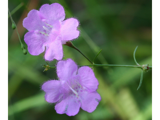 Agalinis setacea (Threadleaf false foxglove) #46487