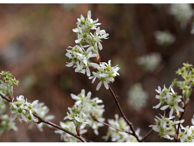 Amelanchier obovalis (Coastal serviceberry) #58977