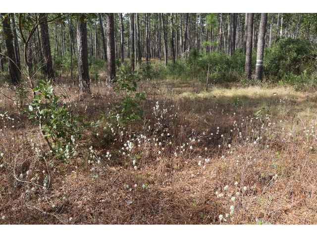 Amelanchier obovalis (Coastal serviceberry) #58979