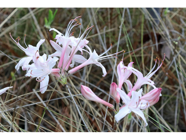 Rhododendron atlanticum (Dwarf azalea) #58986