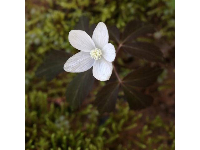 Anemone lancifolia (Lanceleaf anemone) #58987