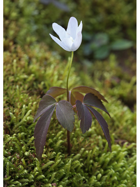 Anemone lancifolia (Lanceleaf anemone) #58988