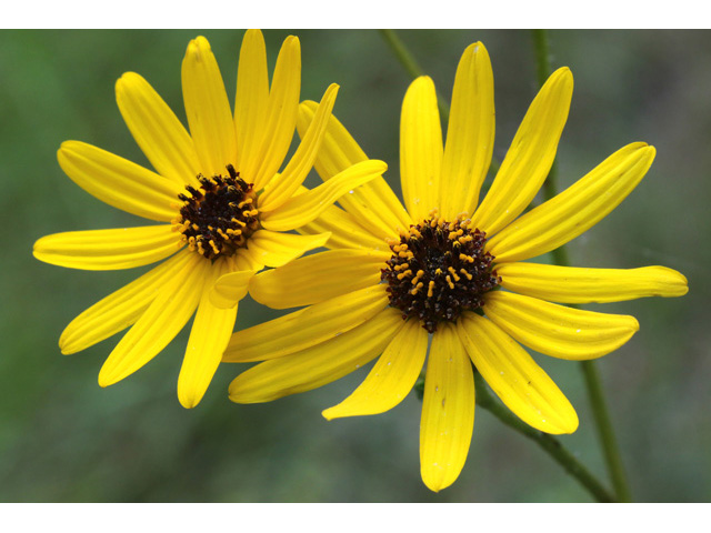 Helianthus atrorubens (Purpledisk sunflower) #58996