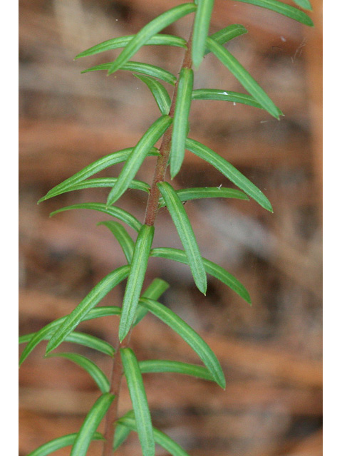 Ionactis linariifolius (Flaxleaf whitetop aster) #58998