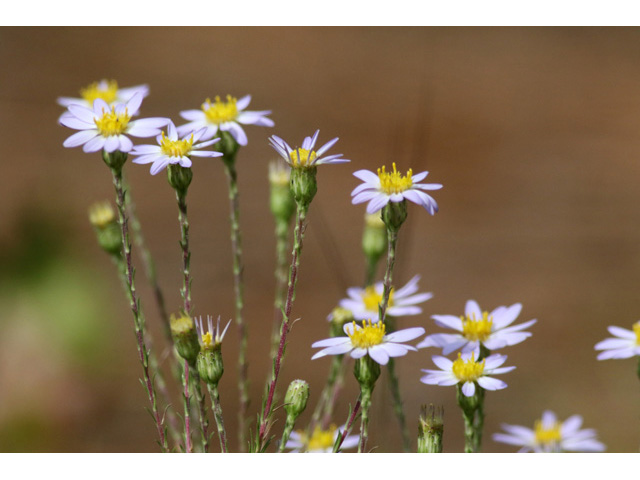 Ionactis linariifolius (Flaxleaf whitetop aster) #59000